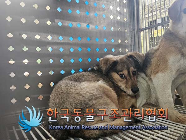 한국동물구조관리협회_441560202500107